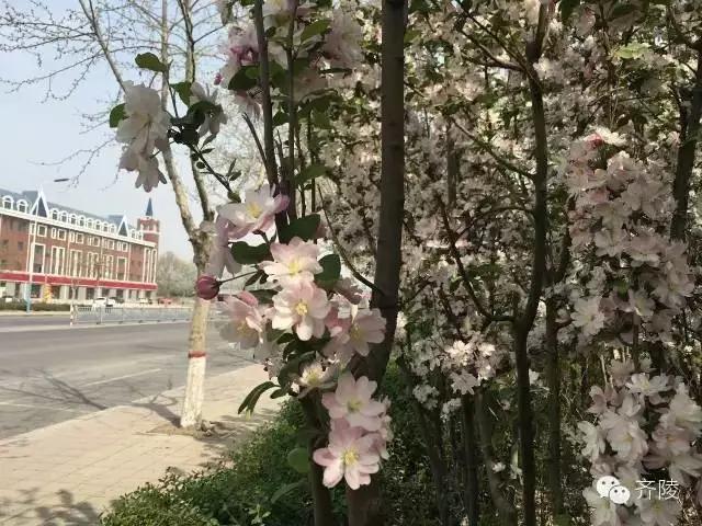 临淄:特色小镇的春天——金岭敬仲朱台齐陵