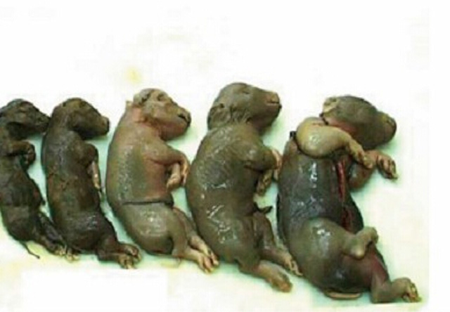 母猪产死胎会不会对下一胎有影响,母猪产死胎有黑的白的怎么回事