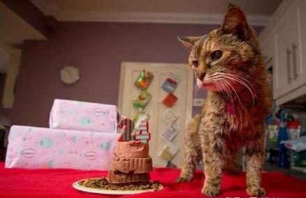 世上最老的猫是什么猫,世界上最老的猫吉尼斯世界纪录