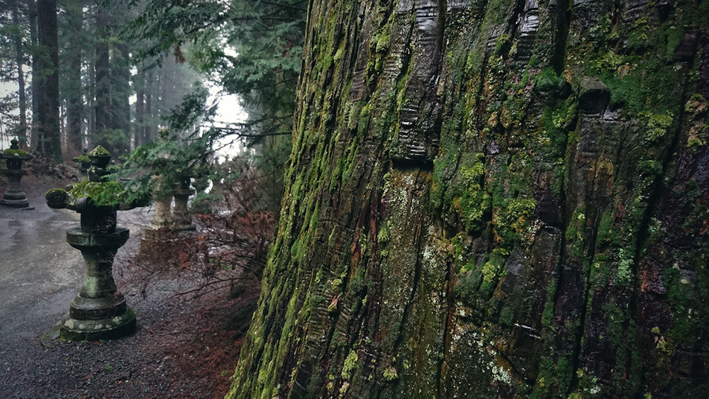 #与索尼为5#赏樱之旅之三：暴雨中方见机身防水之本色！