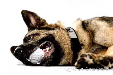 犬的蛋白质营养需求表,小型犬吃的多种维生素