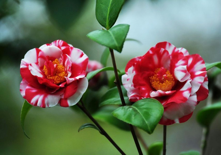 香奈儿山茶花有几种版本,香奈儿喜欢的茶花是什么品种