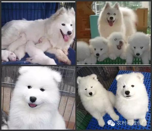 适合农村创业的小本点子,12个适合农村创业的小本项目