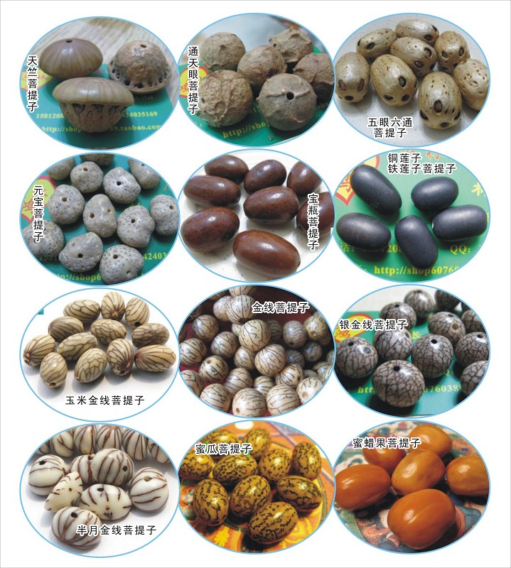 最常见的普通菩提子是哪种,菩提子种类大全图解