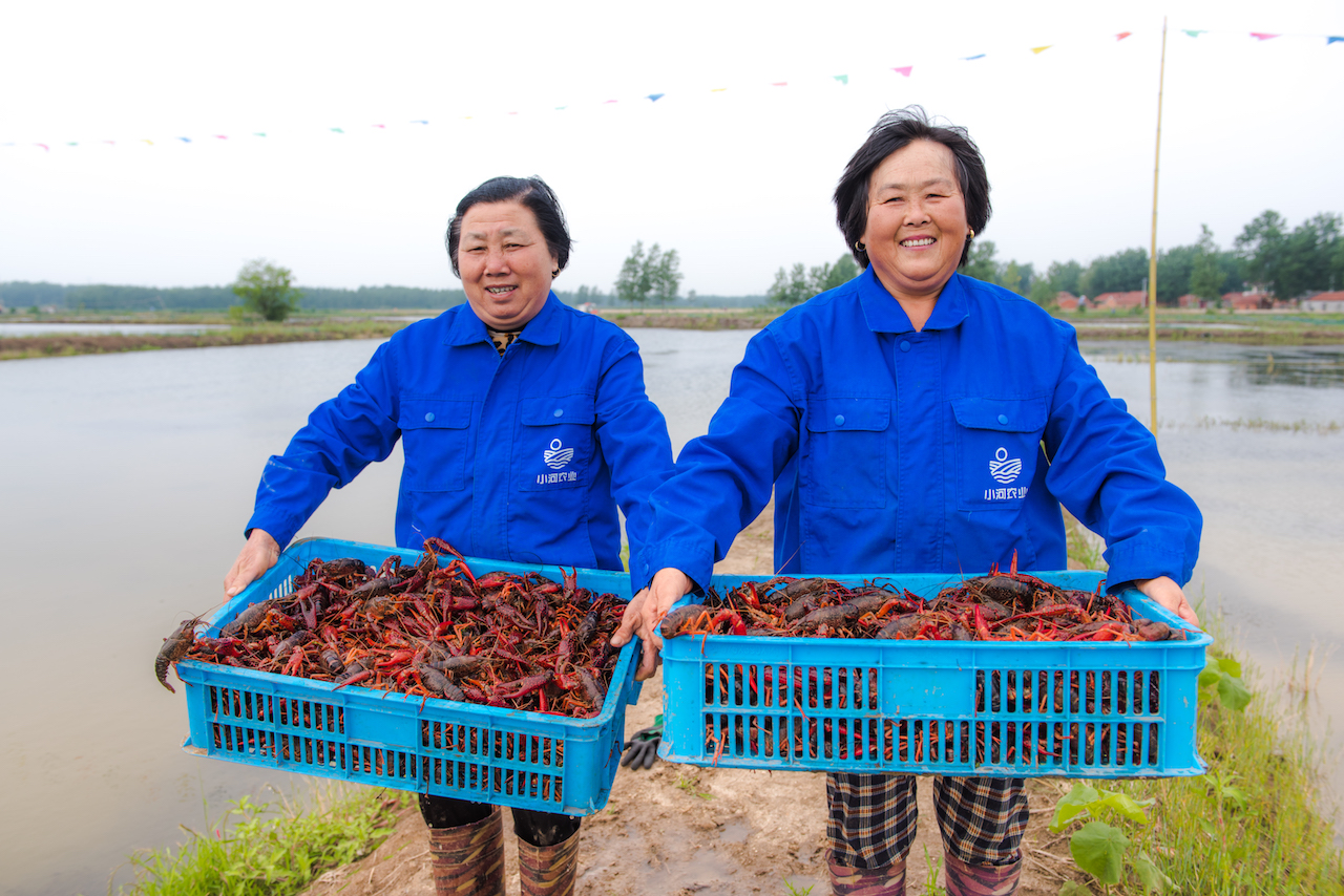 一亩小龙虾能产多少斤,一亩小龙虾产量一般多少斤