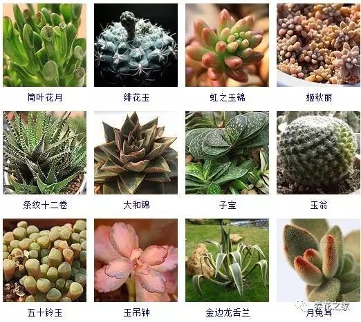 八种常见的多肉植物,215个多肉植物样子