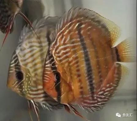 野彩和家彩的饲养区别,野彩到底好不好养