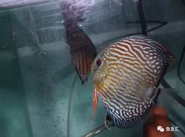 野彩和家彩的饲养区别,野彩到底好不好养