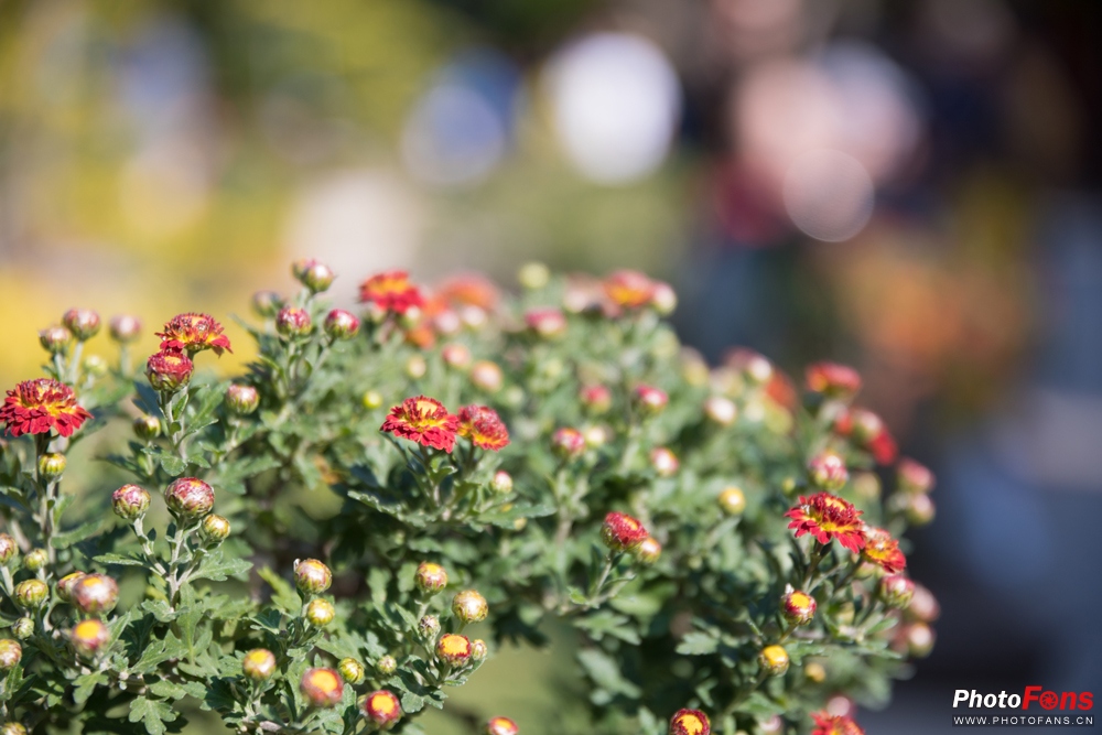带上跑鞋去旅行,带着马去旅游的车