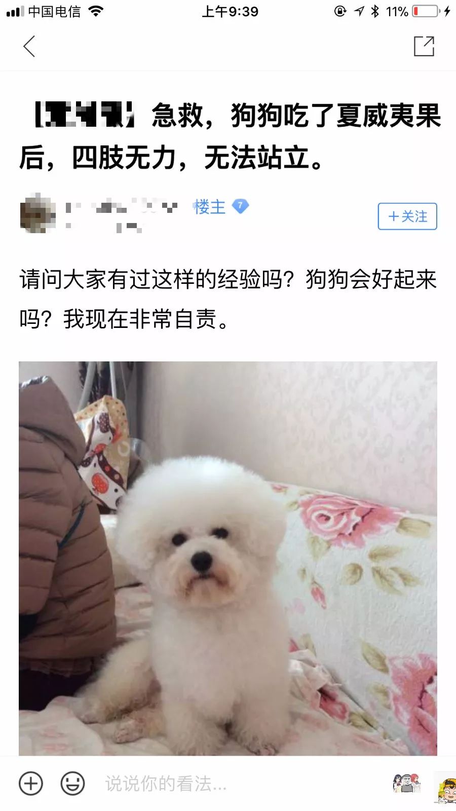 犬夏威夷果中毒如何治疗,夏威夷果对狗狗有害吗