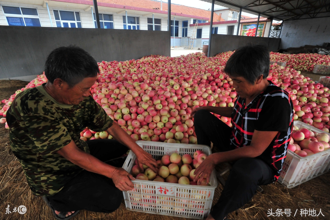 未来5年苹果价格走势,苹果价格低迷的原因是