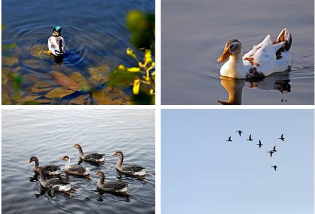 北京四个踏青必备的免费公园,北京小众湿地公园