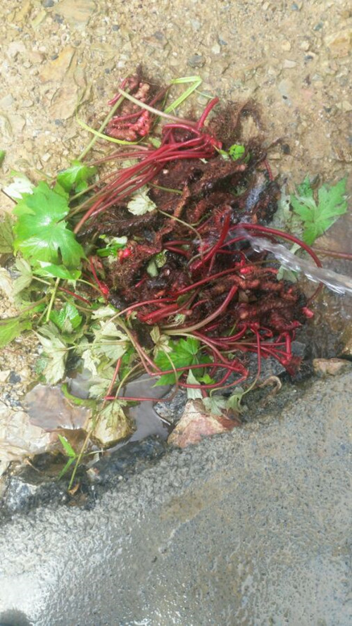 裂叶秋海棠的学名,厚壁秋海棠和裂叶秋海棠