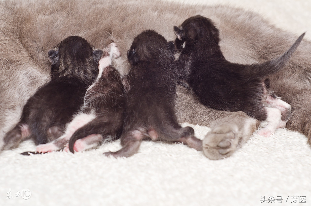 很多人都有副乳吗,有副乳不管它的话后果严重吗