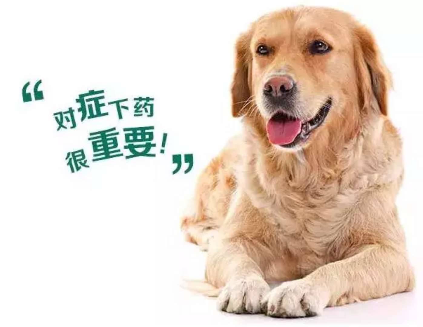 狗狗驱虫一次又发现有虫正确吃法,狗有虫子吃什么驱虫药