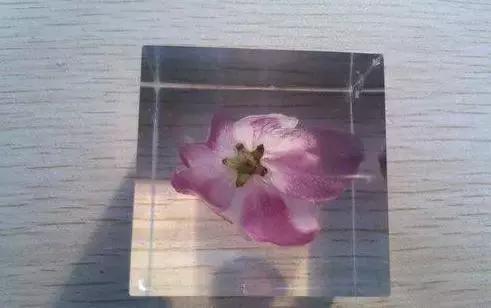 怎么把鲜花做成标本不会枯萎,透明树脂胶怎么制作鲜花标本