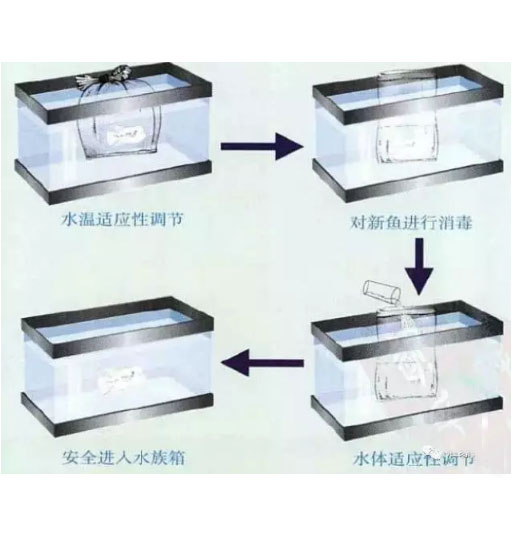 新鱼入池需要注意哪些,新鱼入缸的步骤和注意事项