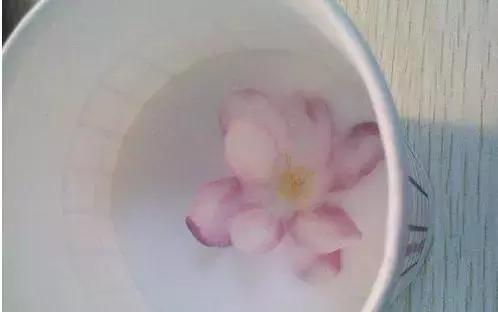 怎么把鲜花做成标本不会枯萎,透明树脂胶怎么制作鲜花标本