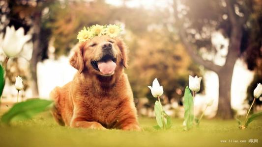 生肖狗过本命年需注意些什么,2023年狗本命年运势