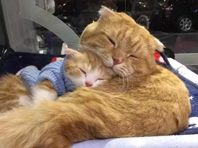 网友家的猫坐键盘上，偶然竟打出这几个字，可以说，细思极恐了！