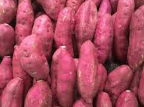 新农村创业适合做的几个生意项目,农村创业致富的好项目种植