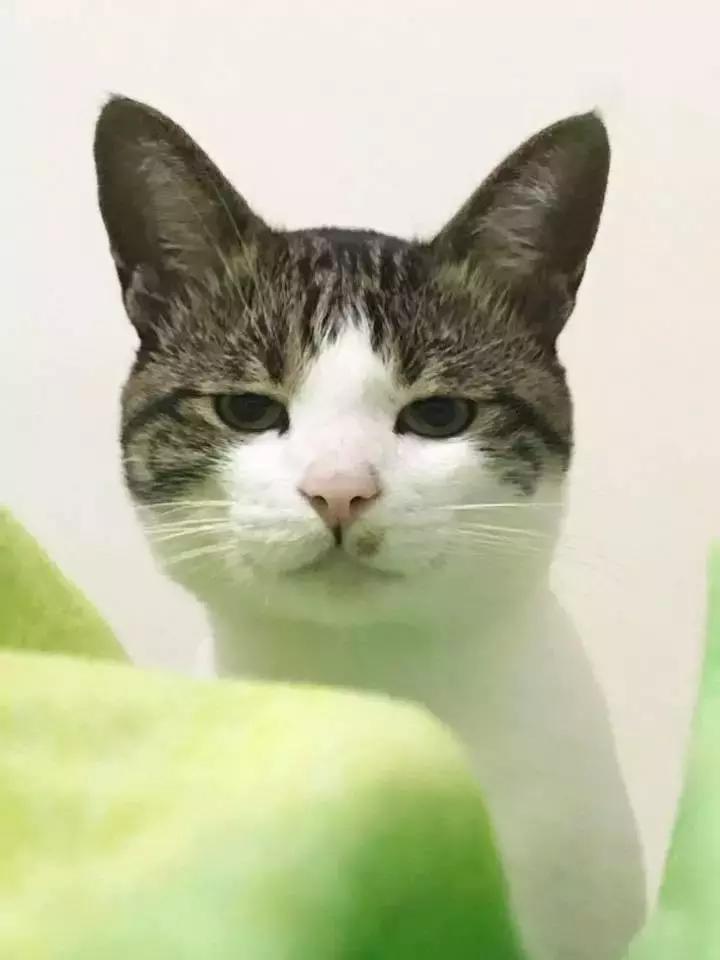 网友家的猫坐键盘上，偶然竟打出这几个字，可以说，细思极恐了！