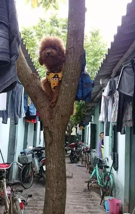 网友家的猫坐键盘上，偶然竟打出这几个字，可以说，细思极恐了！