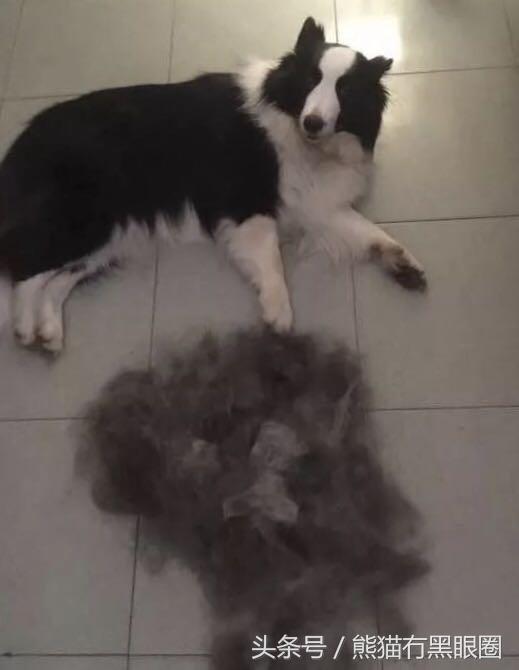 不掉毛的宠物犬,哪种宠物犬不掉毛无体臭