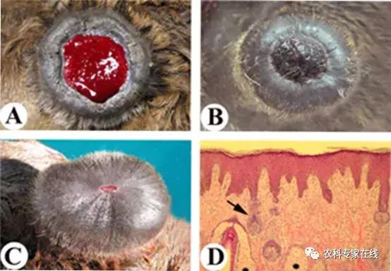 李春义|直径10厘米的伤口,1分钟止血,6天痊愈,谁是幕后推手?