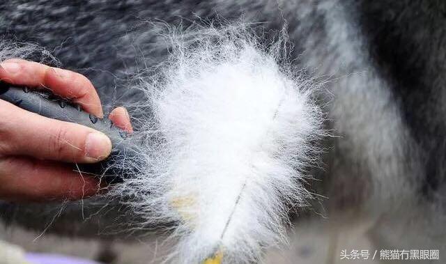 不掉毛的宠物犬,哪种宠物犬不掉毛无体臭