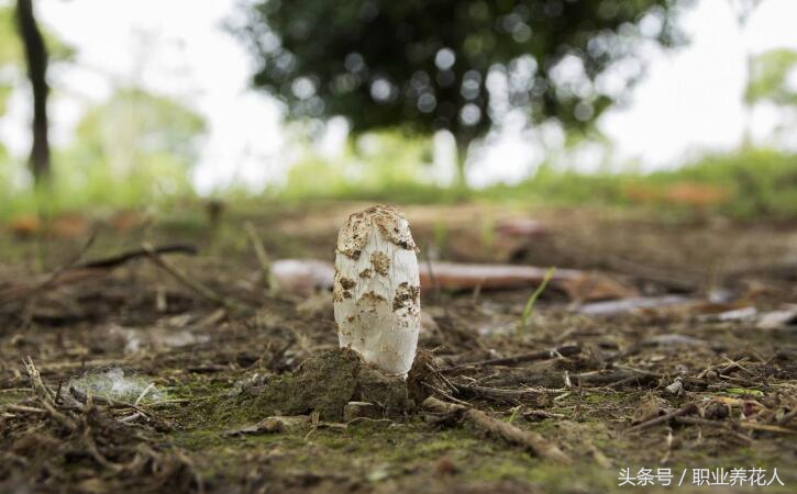 无毒菌类有哪些,九大有毒菌类知识普及