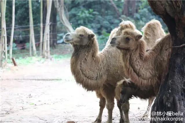 广州长隆亲子游最省钱攻略,广州长隆亲子游最全游玩攻略