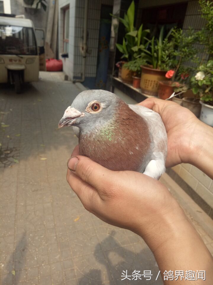 养鸽子怎么预防鸽病,鸽子常见鸽病大全