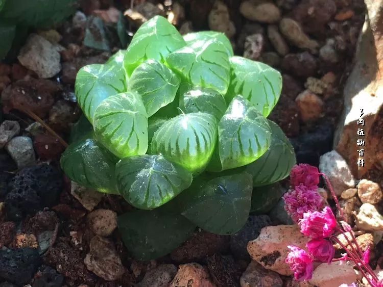 家有3姐妹,家有三姐妹好幸福