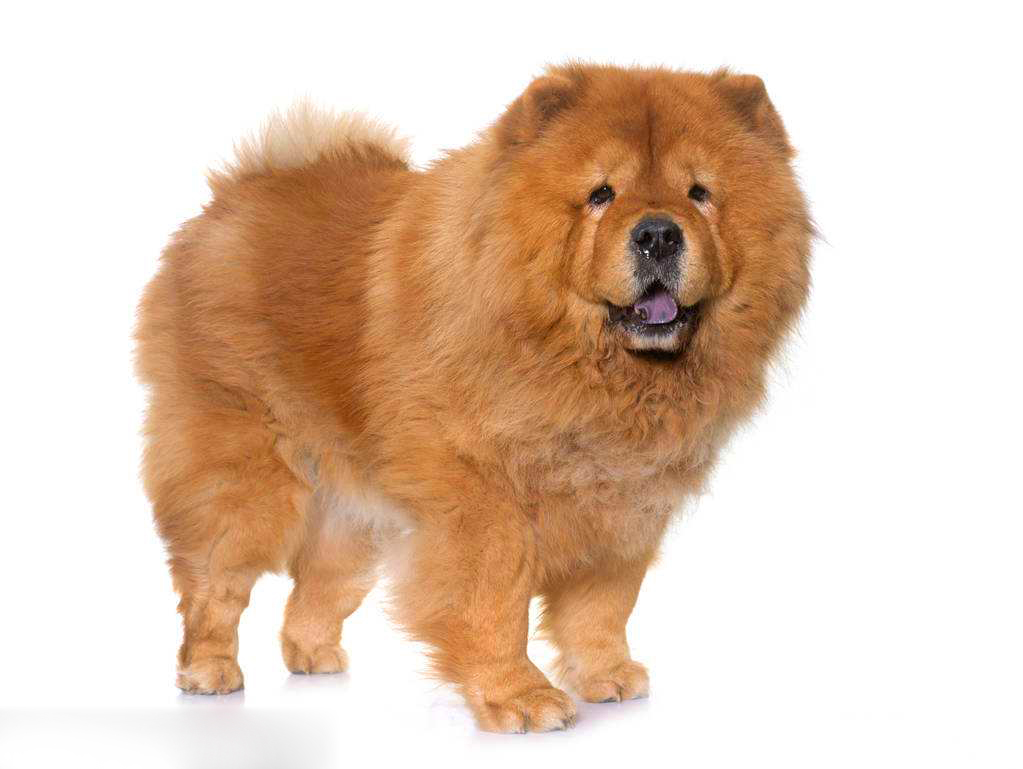 让你一眼分辨出真假“美猴王”——藏獒和松狮（第八期）