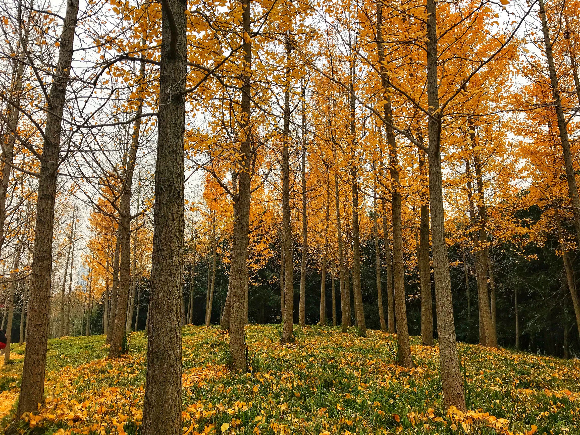 上海浦东世纪公园秋季,上海浦东新区世纪公园