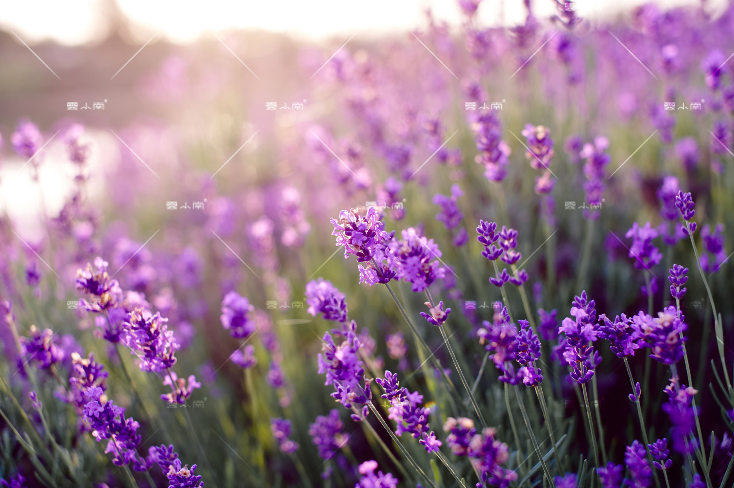 薰衣草纯露不添加水,千万别轻易用玫瑰纯露