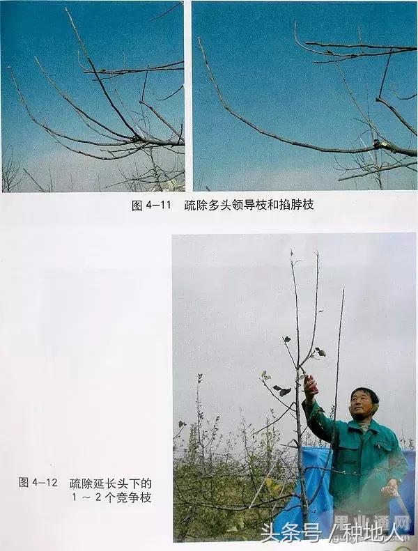 桃树傻瓜式修剪技术,汪景彦傻瓜式修剪详解