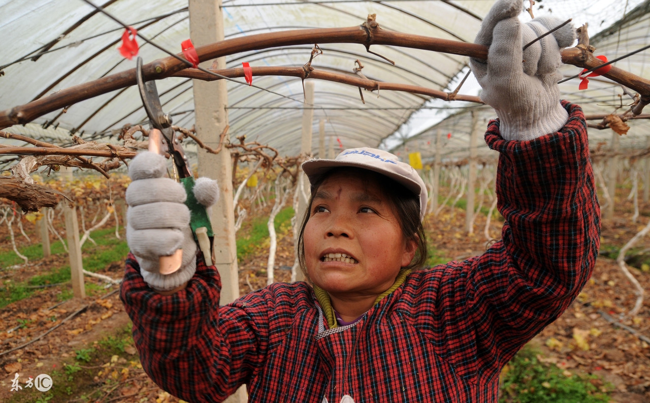 种的葡萄甜度流失了该怎么办,种植葡萄变甜的最佳方法