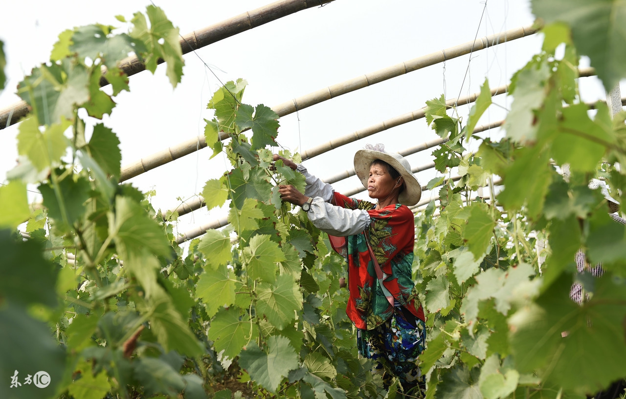 种下去的葡萄怎么没反应,葡萄怎么管理长出的葡萄更甜