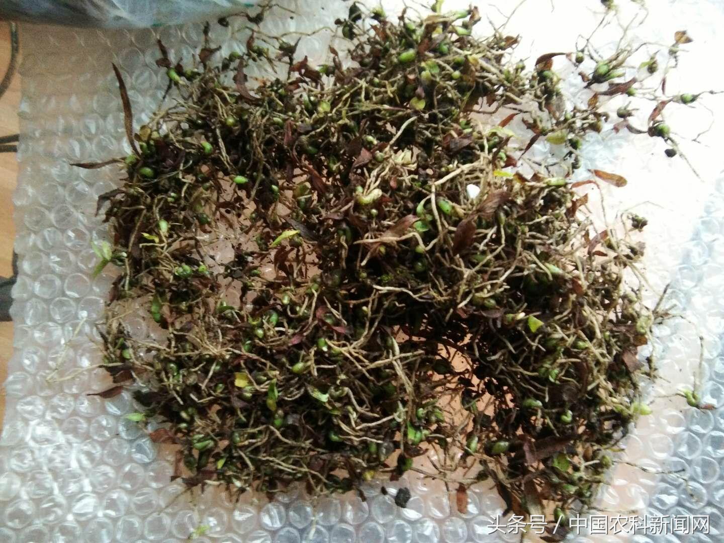 有关白芨种植及市场行情,白芨种植价格市场前景