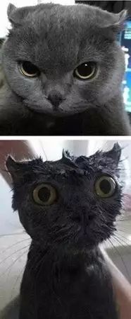 这都不知道，还敢说你会养猫？