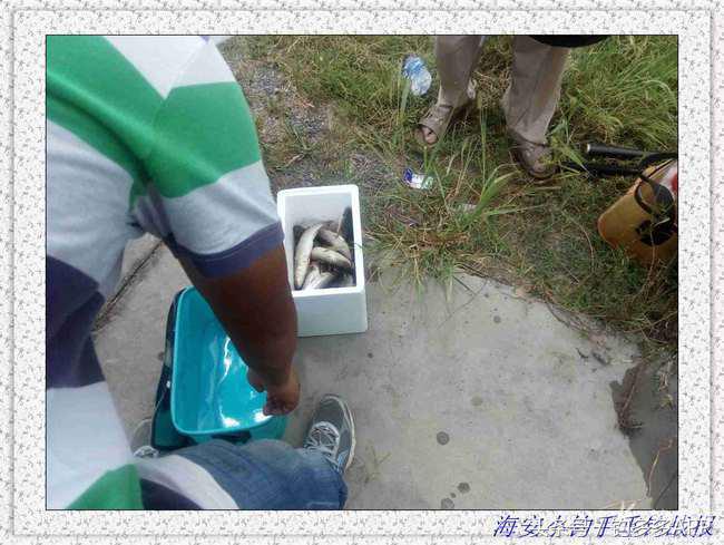 一年四季都可以钓的鱼种,一年四季可钓的鱼种