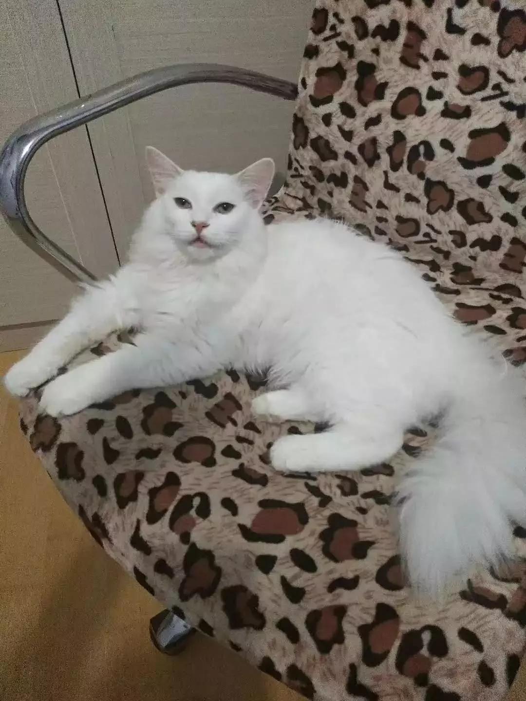 北方的猫过冬靠暖气,那南方的猫靠啥?