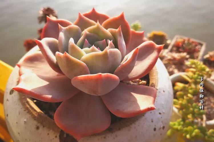 与多肉作伴,与多肉相伴的视频