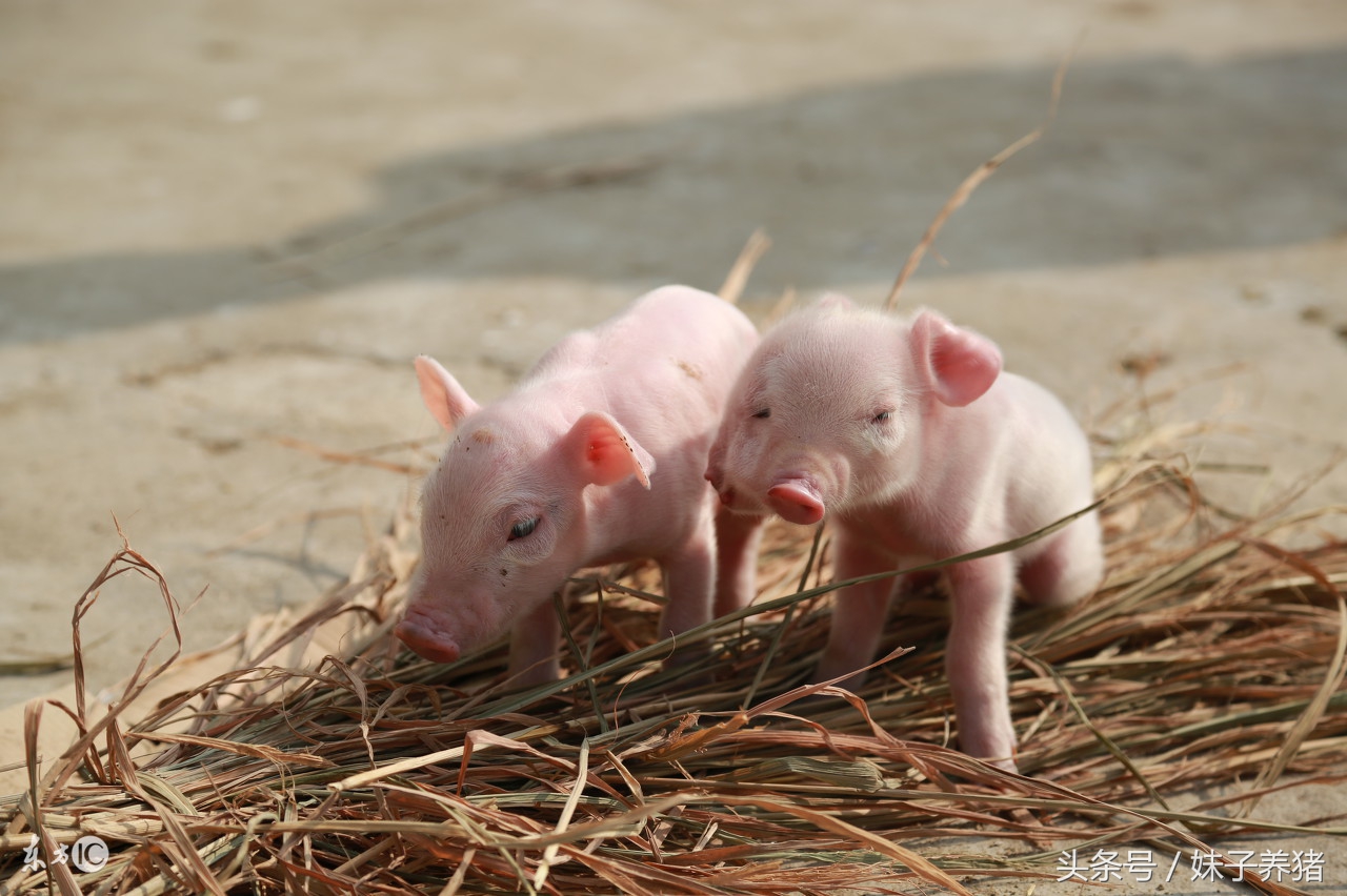 大肥猪出栏时应激怎么办,肥猪呕吐黄水是什么病用什么药