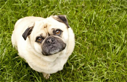 沙皮狗狗的喂养方法视频,沙皮狗小狗狗注意什么