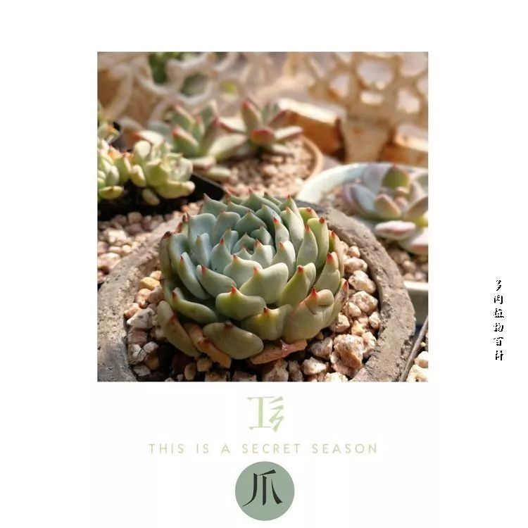 与多肉作伴,与多肉相伴的视频