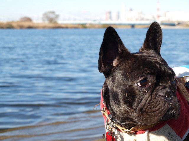 法国斗牛犬是什么犬种,犬种百科之比熊