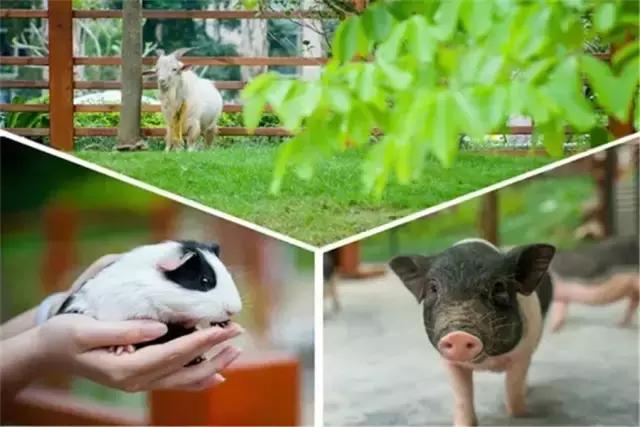 深圳亲子酒店攻略,深圳周边游亲子游玩推荐